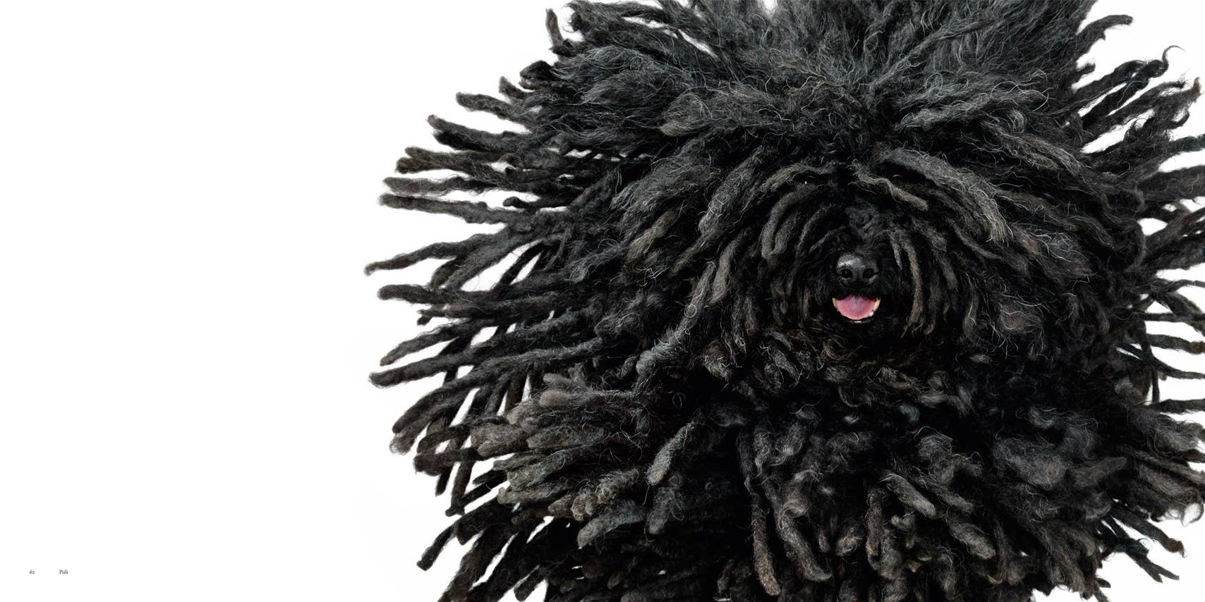 Dogs by Tim Flach