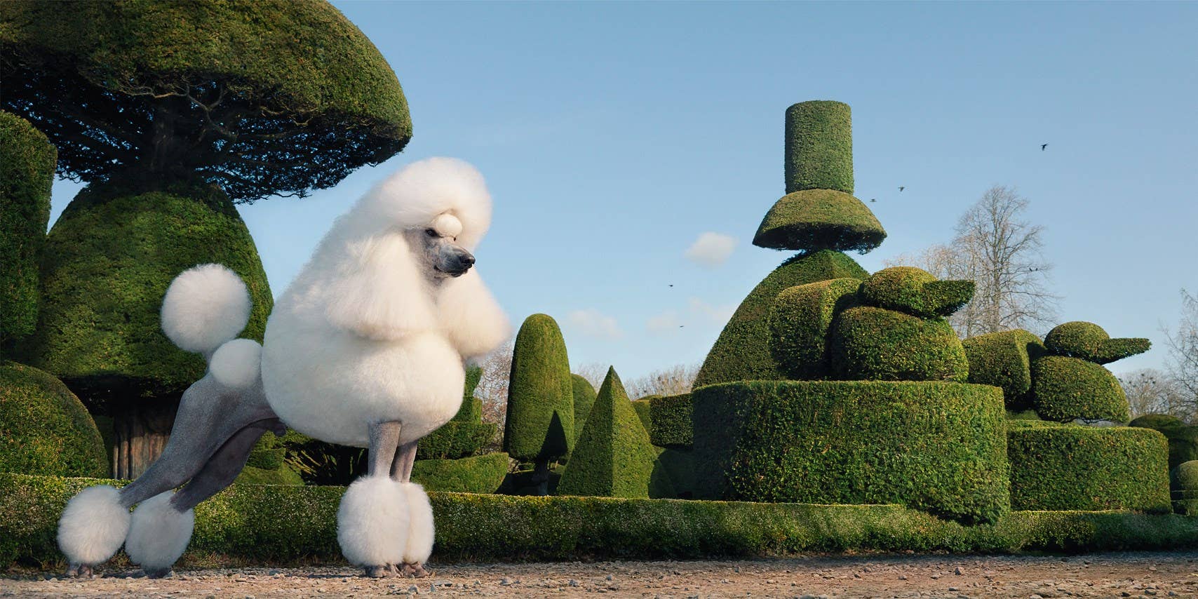 Dogs by Tim Flach