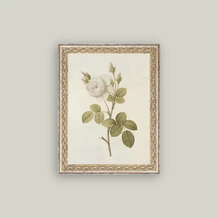 Framed Antique Prints and Photo Frames