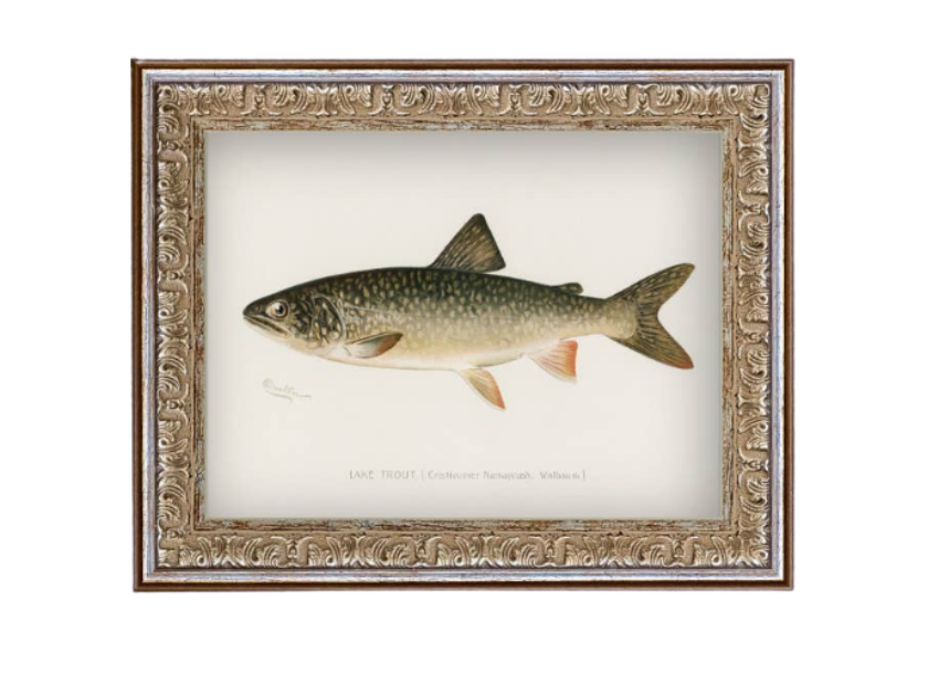 Lake Trout Framed Art