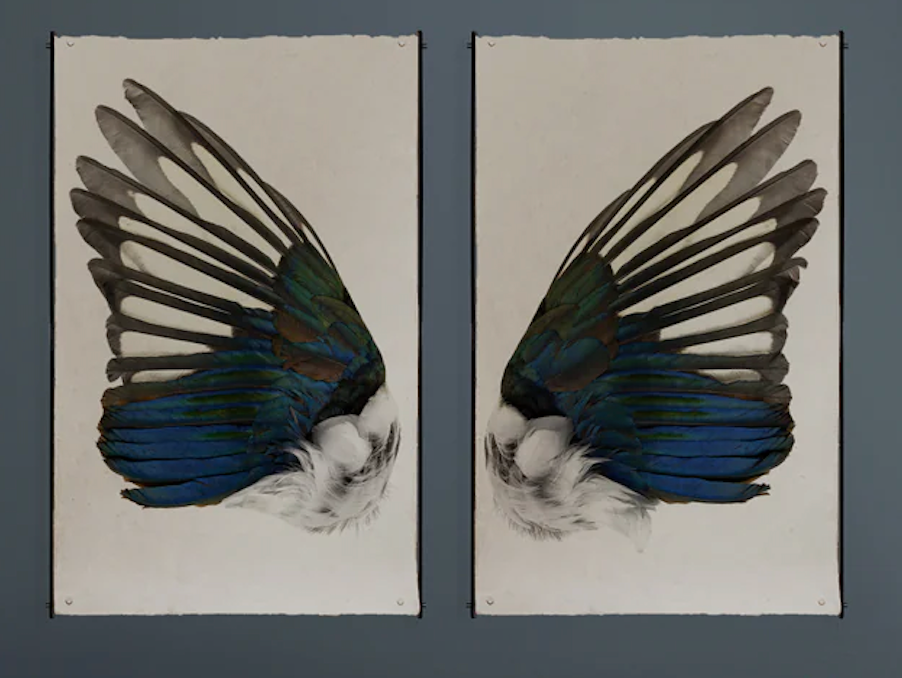 Magpie Wing Print Set- Grand Format