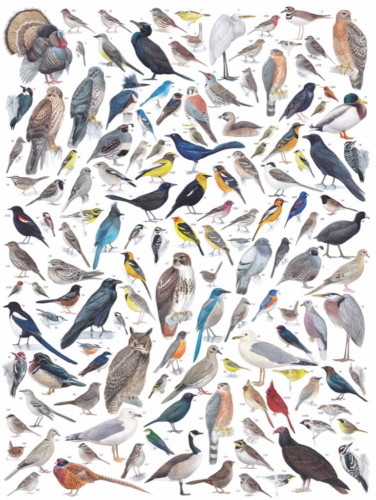 Birds of Western North America - 1000 Piece Jigsaw Puzzle