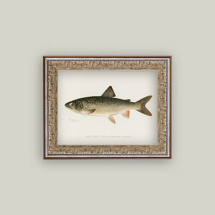 Framed Antique Prints and Photo Frames