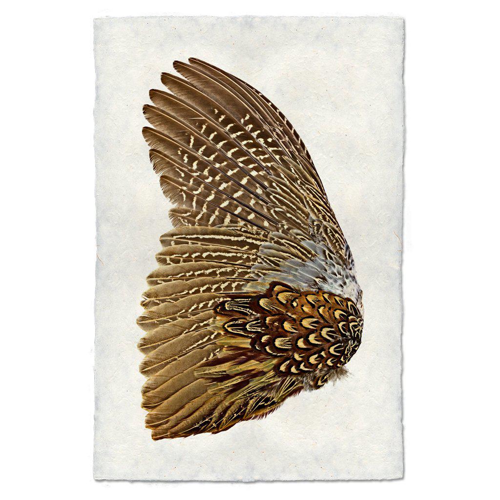 Ring Neck Pheasant Print Set- Standard Format
