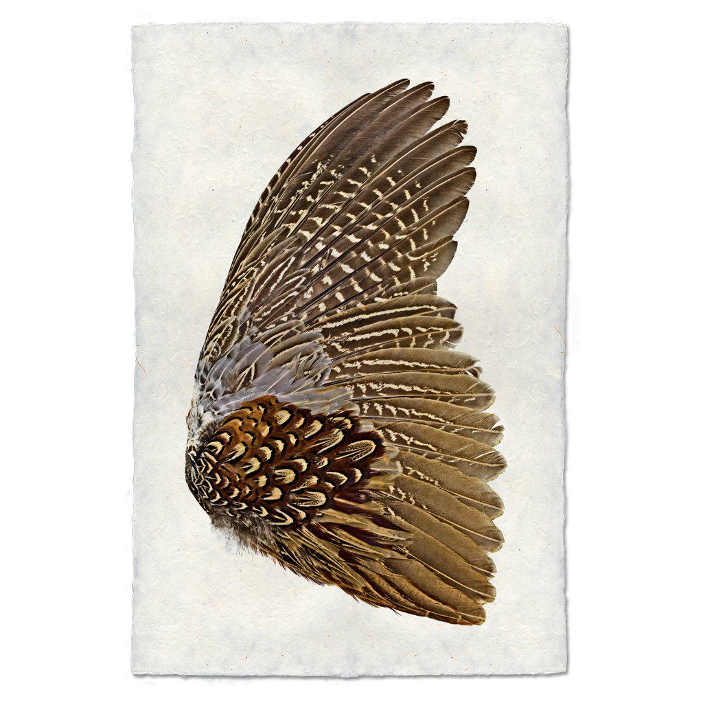 Ring Neck Pheasant Print Set- Standard Format