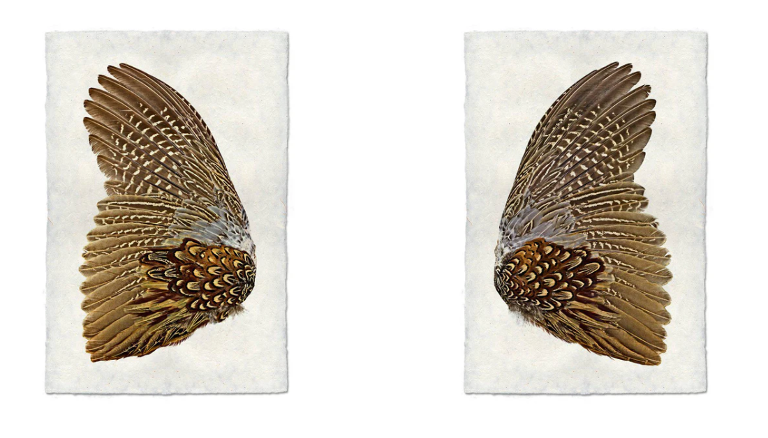 Ring Neck Pheasant Print Set- Standard Format