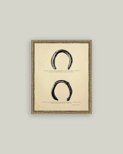 Horse Shoe Study: 8x10