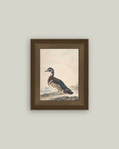A Duck Framed Antique Art: 18x22