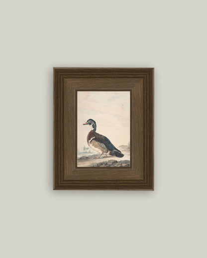 A Duck Framed Antique Art: 18x22