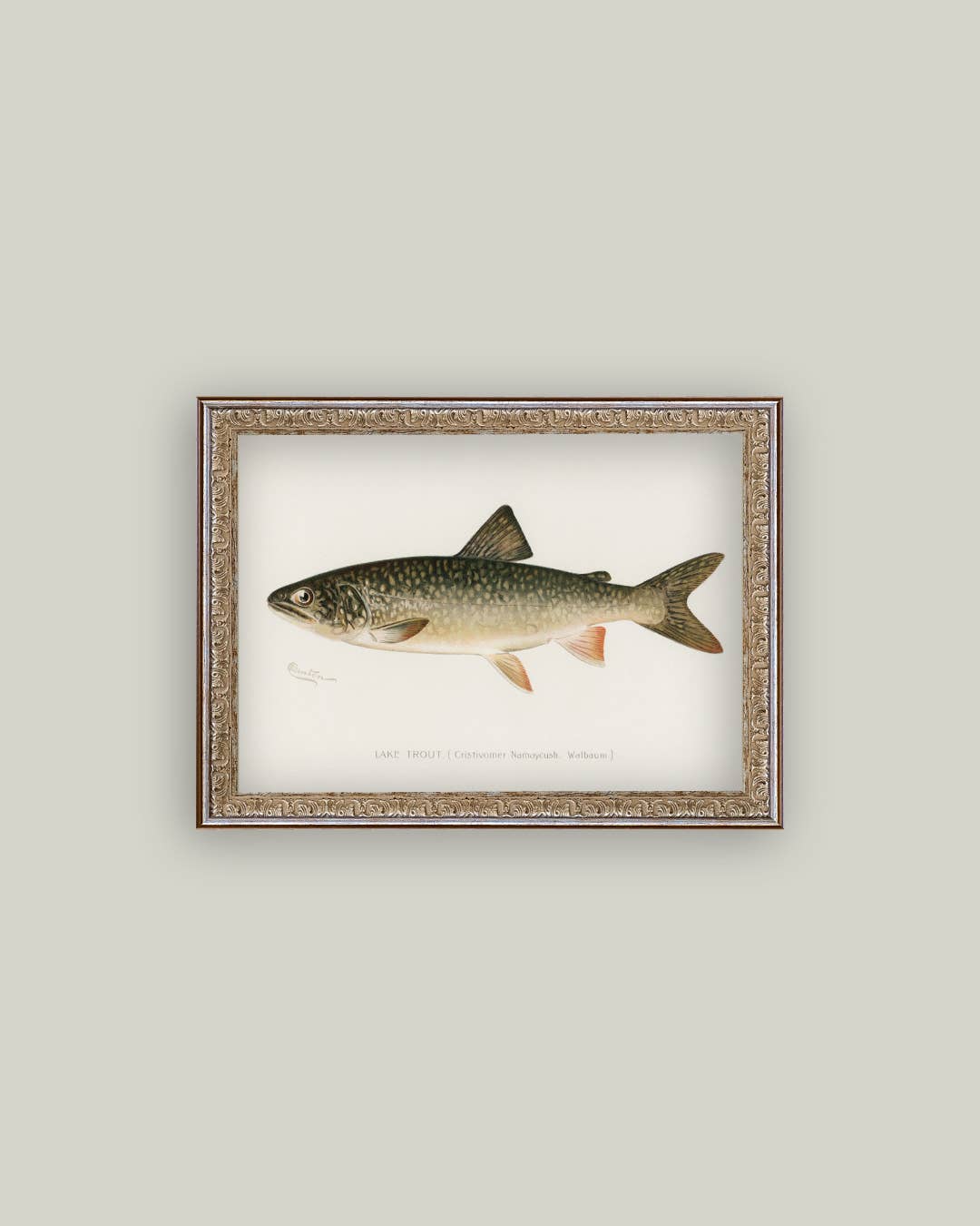 Lake Trout Framed Antique Art