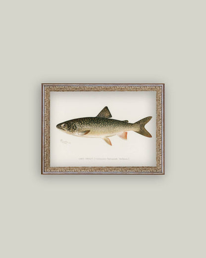 Lake Trout Framed Antique Art