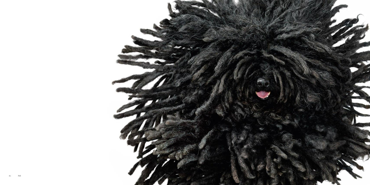 Dogs by Tim Flach