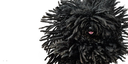 Dogs by Tim Flach