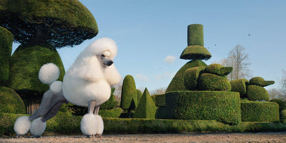 Dogs by Tim Flach
