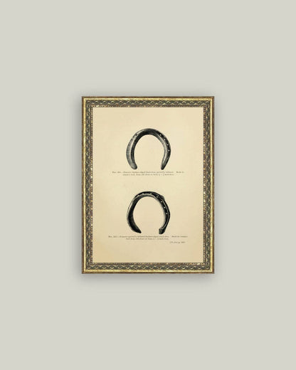 Horse Shoe Study: 8x10