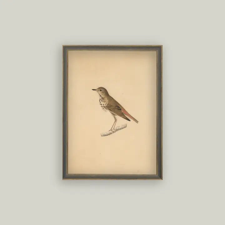 Framed Antique Prints and Photo Frames