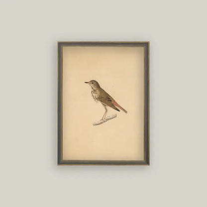 Framed Antique Prints and Photo Frames