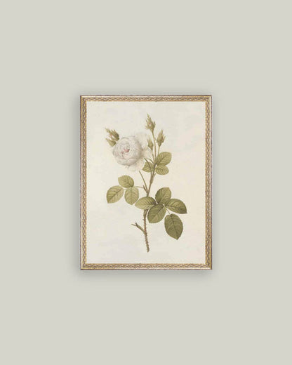 Misty Rose Framed Antique Art: 12x16