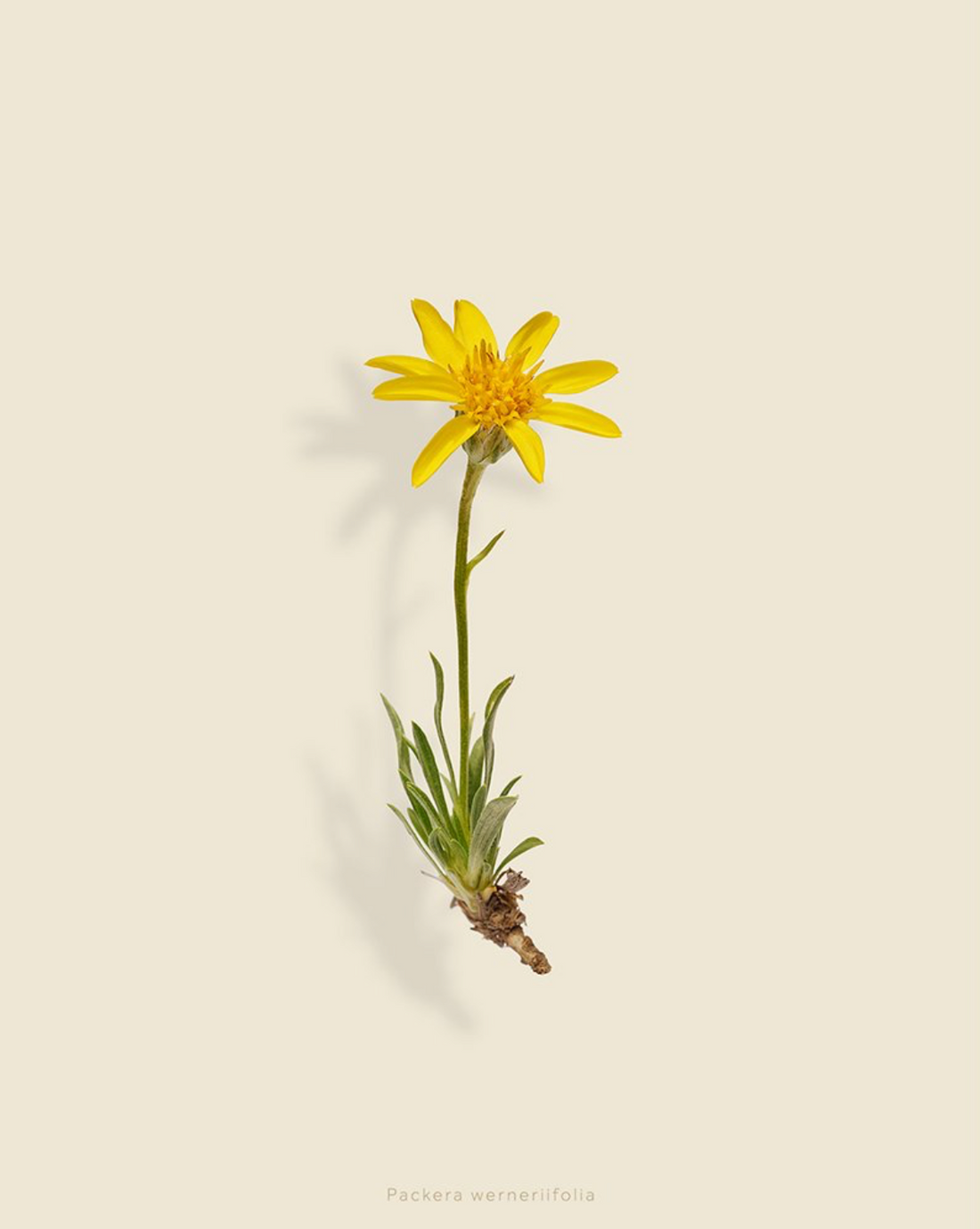 Taylor Glenn - Packera Werneriifolia (Alpine Rock Butterweed)