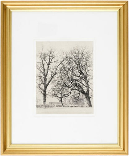Coconino Framed Art - Three Trees