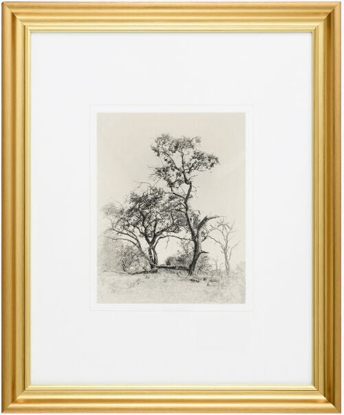 Coconino Framed Art - Two Trees