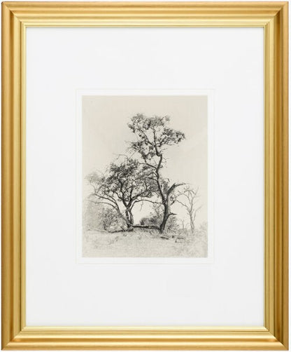 Coconino Framed Art - Two Trees