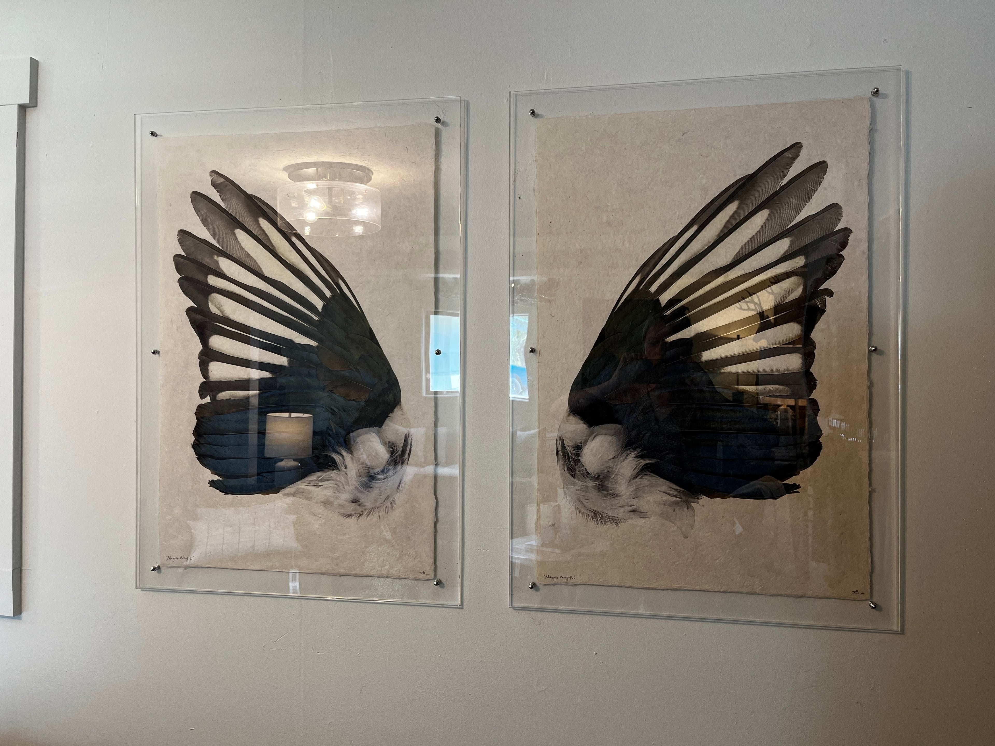 Magpie Wing Print Set - Acrylic Enclosure
