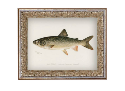 Lake Trout Framed Antique Art
