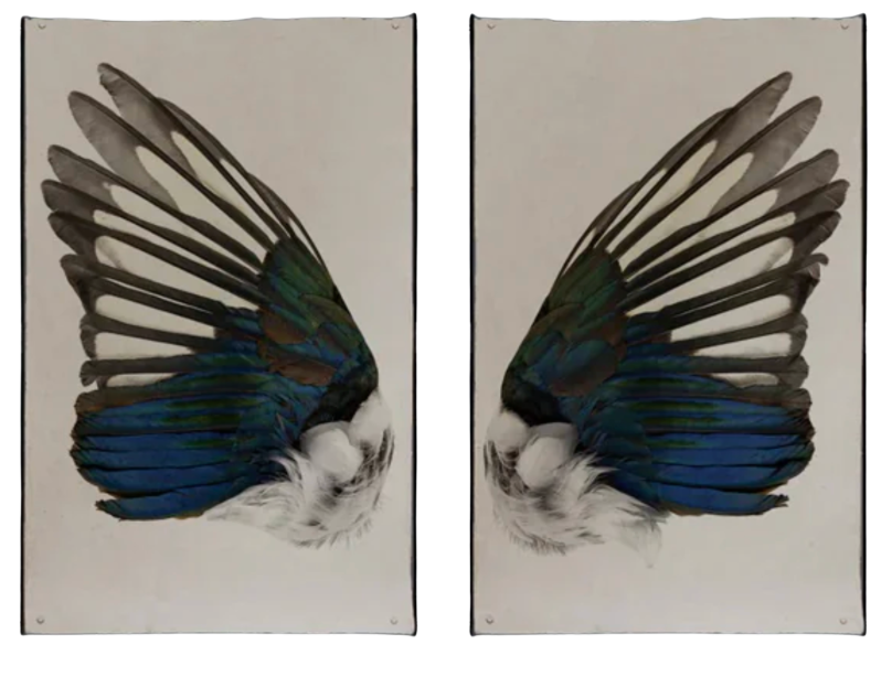 Magpie Wing Print Set- Grand Format – In Place Home