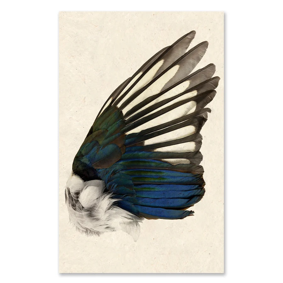 Magpie Wing Print Set - Acrylic Enclosure