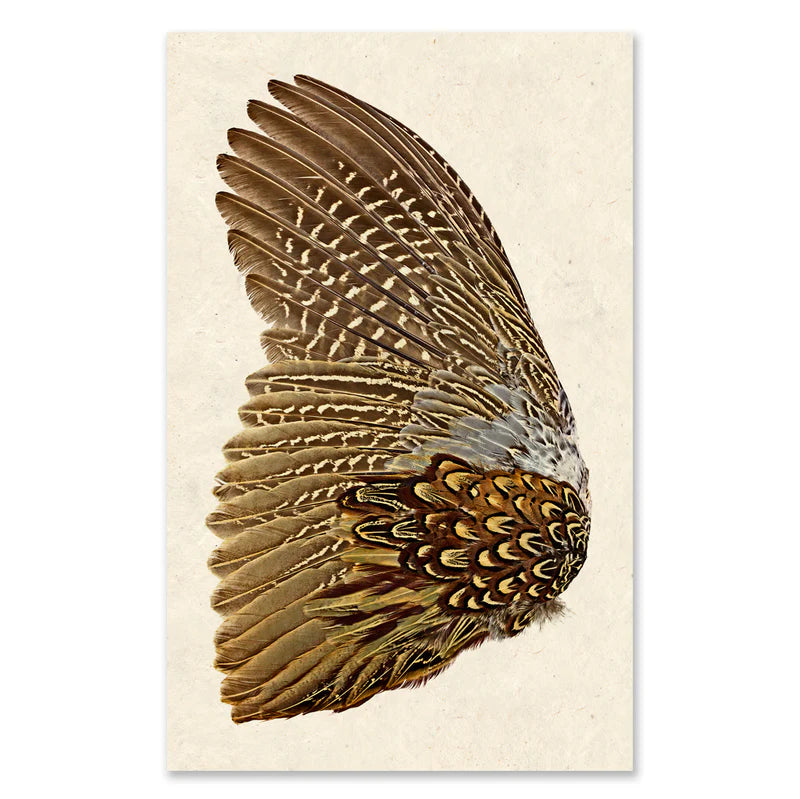 Ring Neck Pheasant Grand Format Print (Left Wing)