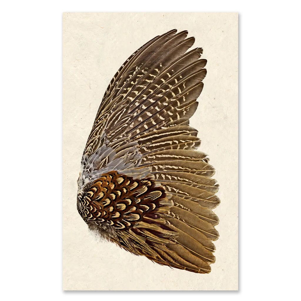 Ring Neck Pheasant Grand Format Print (Right Wing)