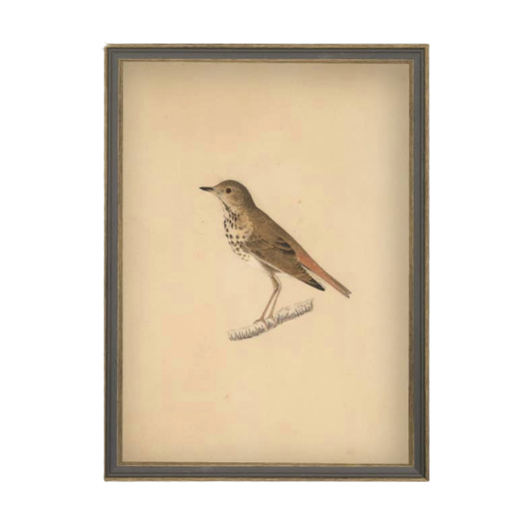 Bird Framed Antique Art