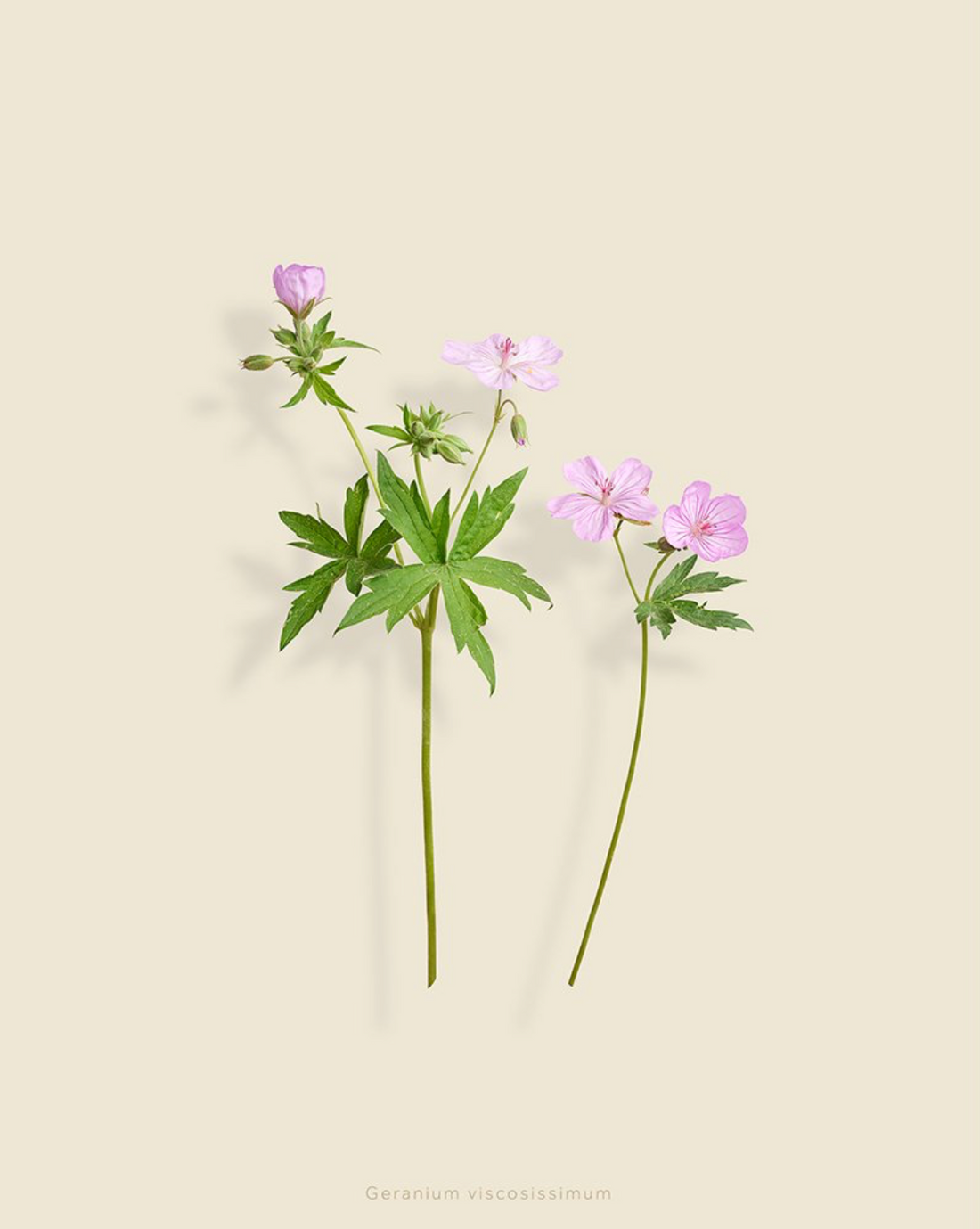 Taylor Glenn - Geranium Viscosissimum (Sticky Geranium)