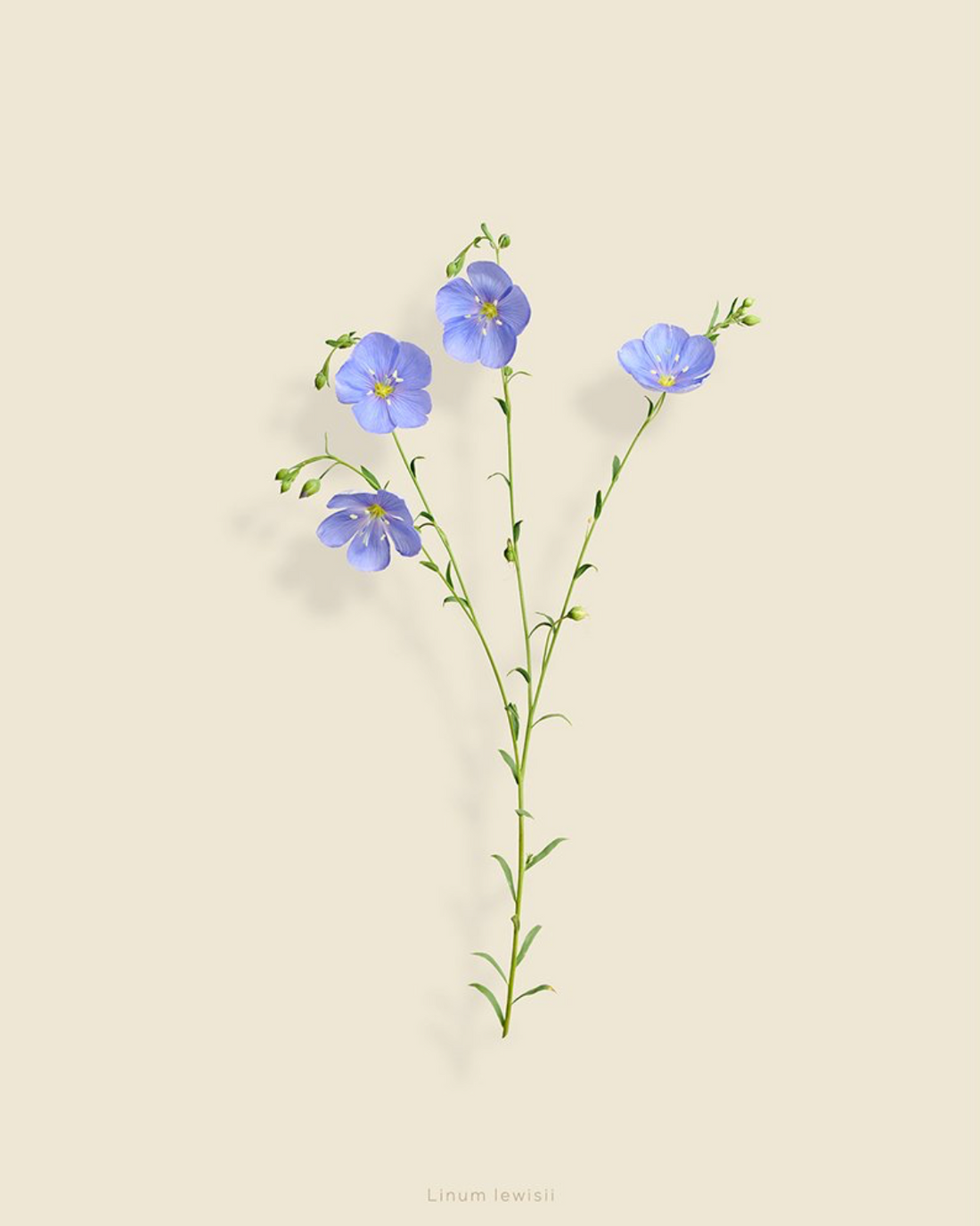 Taylor Glenn - Linum Lewisii (Blue Flax)