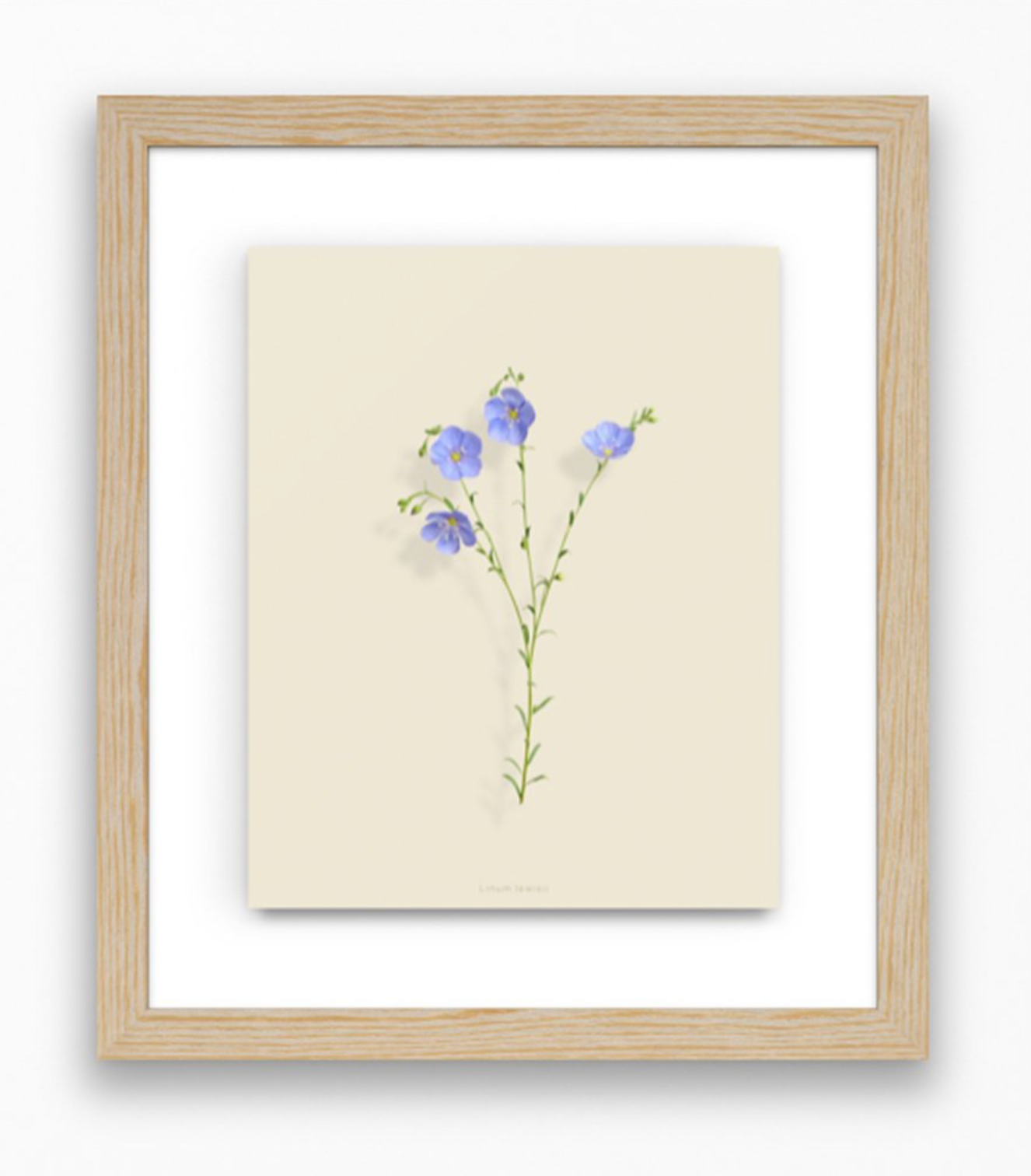 Taylor Glenn - Linum Lewisii (Blue Flax)