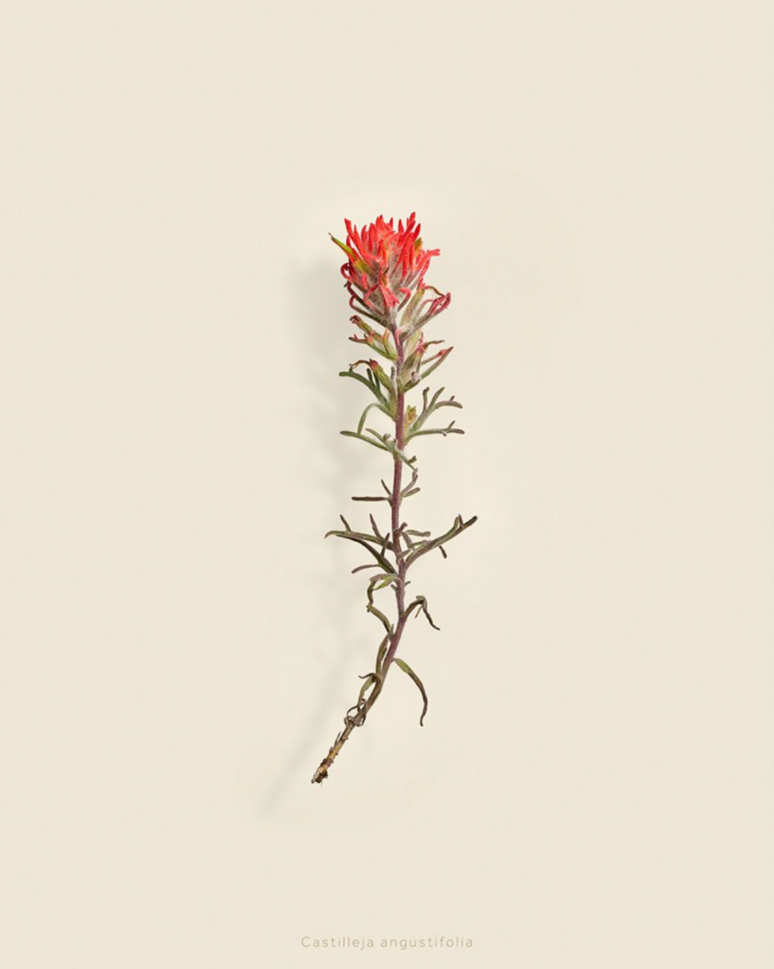 Taylor Glenn - Castilleja Angustifolia (Desert Paintbrush)