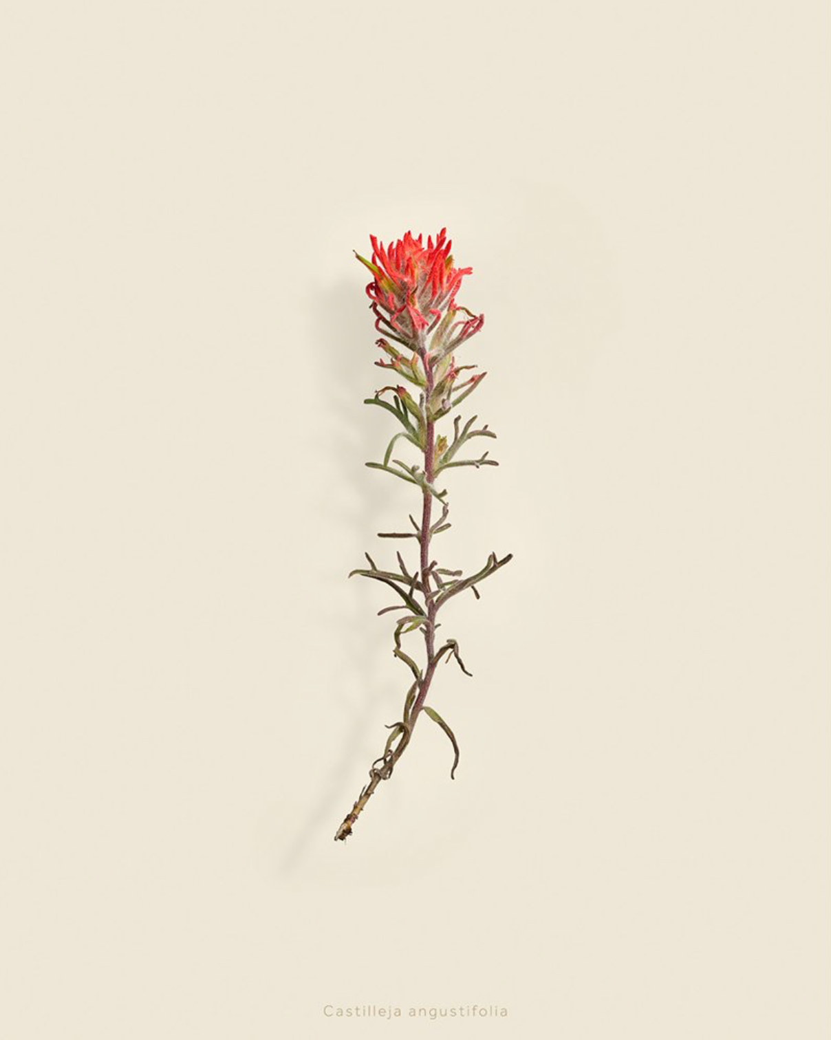 Taylor Glenn - Castilleja Angustifolia (Desert Paintbrush)