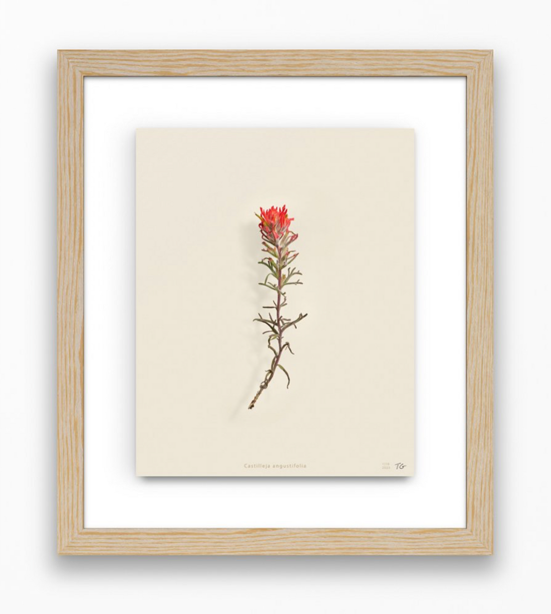 Taylor Glenn - Castilleja Angustifolia (Desert Paintbrush)