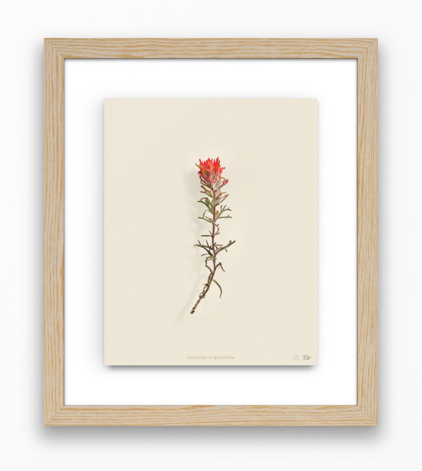 Taylor Glenn - Castilleja Angustifolia (Desert Paintbrush)