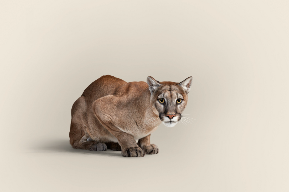 Taylor Glenn - Puma Concolor - Mountain Lion 