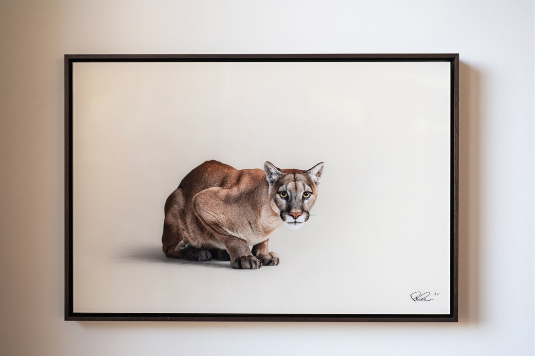 Taylor Glenn - Puma Concolor - Mountain Lion 