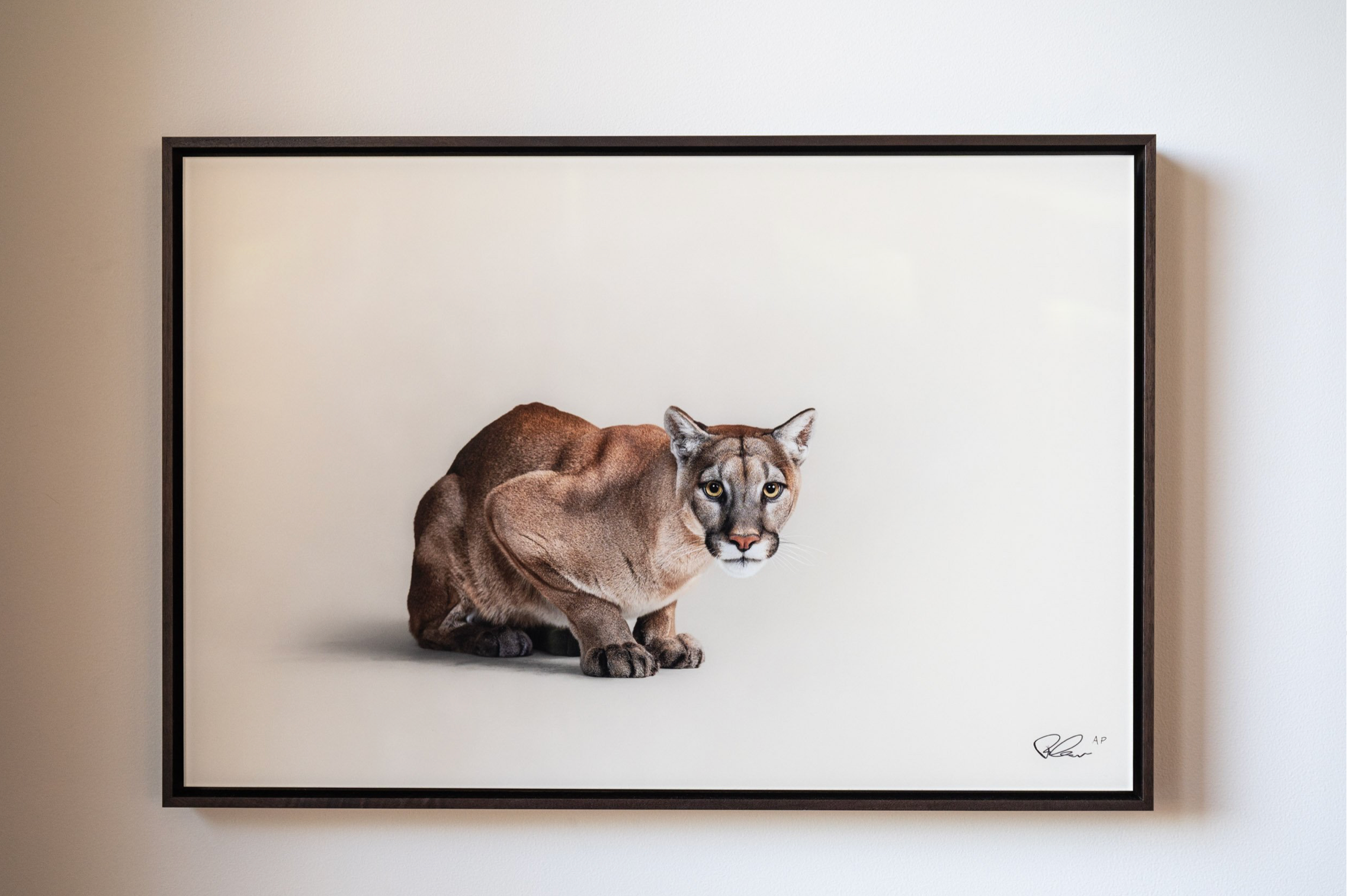 Taylor Glenn - Puma Concolor - Mountain Lion 