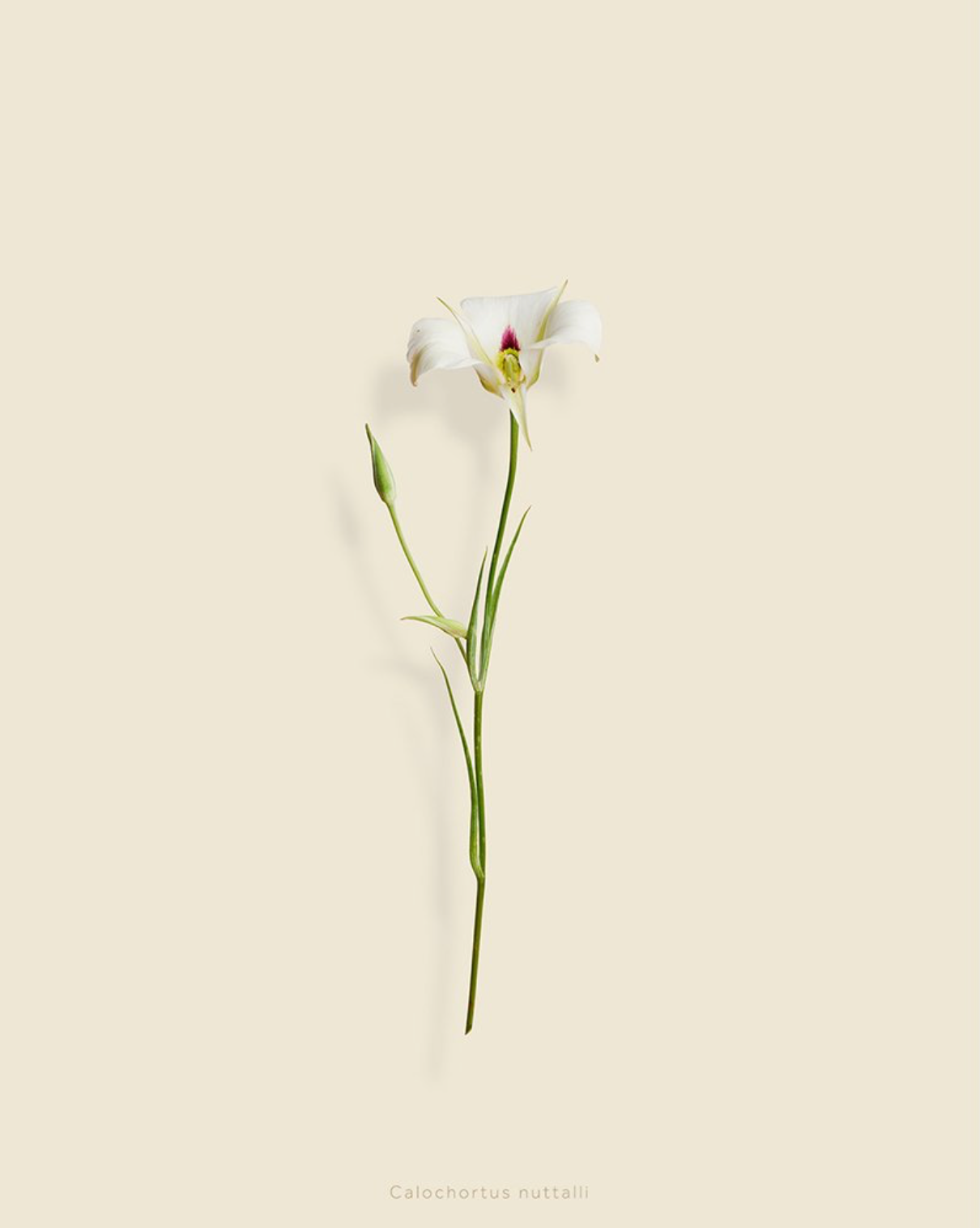 Taylor Glenn - Calochortus nuttalli (Sego Lily)