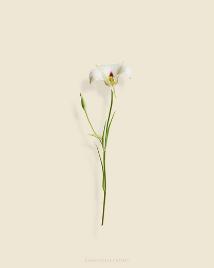 Taylor Glenn - Calochortus nuttalli (Sego Lily)