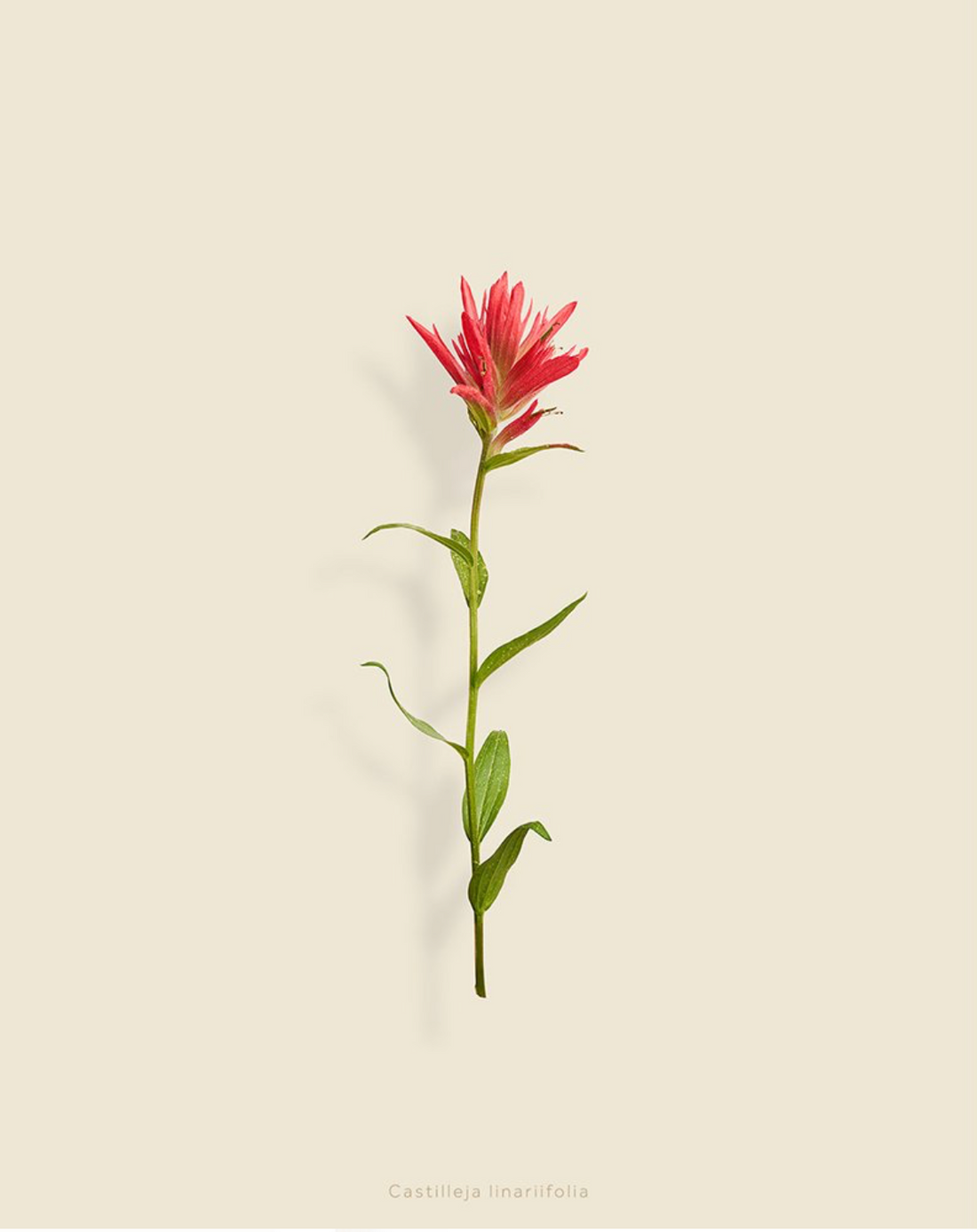 Taylor Glenn - Castilleja Linariifolia (Wyoming Paintbrush 