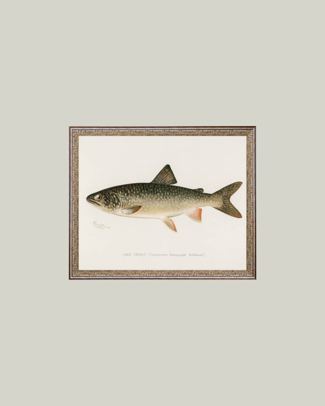 Lake Trout Framed Antique Art
