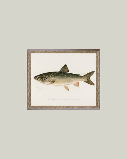Lake Trout Framed Antique Art