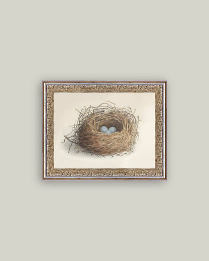 Blue Eggs in a Nest Framed Antique Art: 7x5