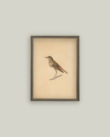 Bird Framed Art